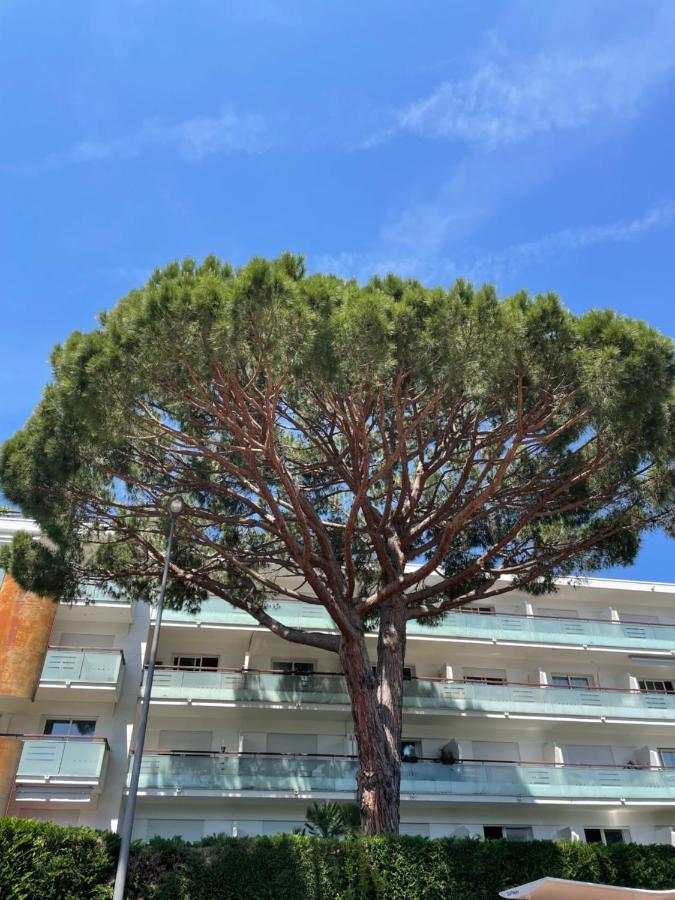 Superbe Studio Lumineux Sur Cannes Avec Terrasse ! A Quelques Minutes De La Celebre Rue D'Antibes ! Exteriör bild